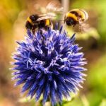 image of bee and flowers